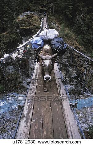 Ox carries a load across a wooden bridge View Large Photo Image Stock Image - Ox carries a load across a wooden bridge. Fotosearch