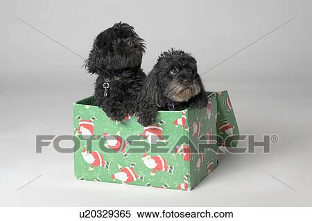 Pair of adorable puppies View Large Photo Image Stock Photography - Pair of adorable puppies. Fotosearch