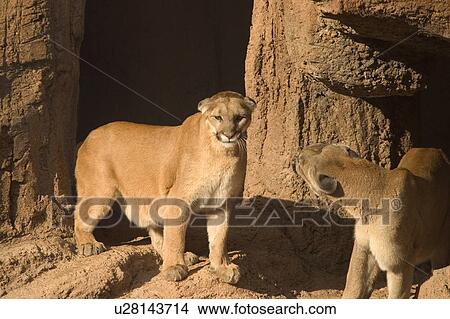 Pair of pumas View Large Photo Image Picture - Pair of pumas. Fotosearch