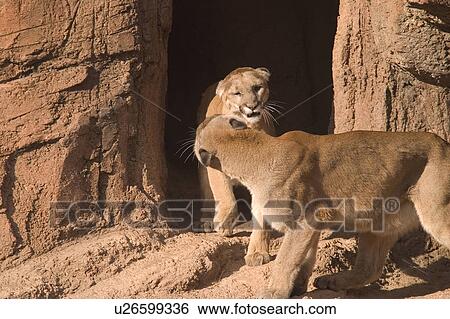 Pair of pumas View Large Photo Image Stock Photograph - Pair of pumas. Fotosearch