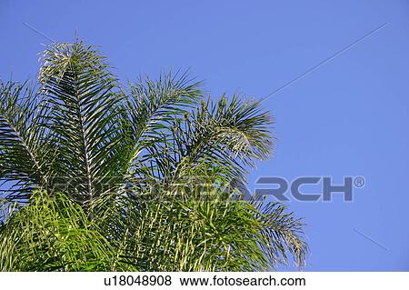Palm tree branches View Large Photo Image Stock Photo - Palm tree branches. Fotosearch