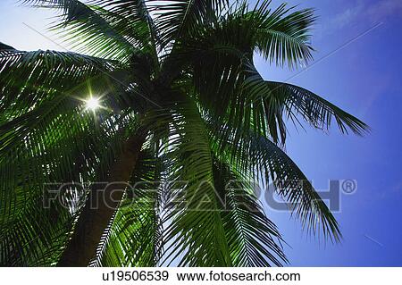 Palm tree View Large Photo Image Stock Photo - Palm tree. Fotosearch