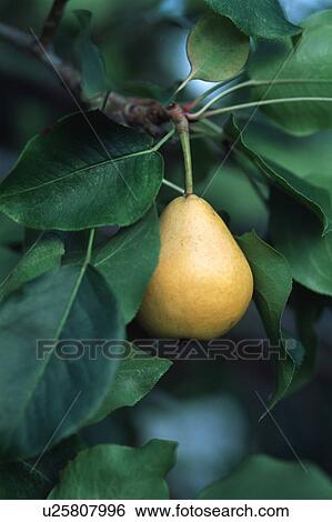 Stock Photograph - Pear on tree. Fotosearch