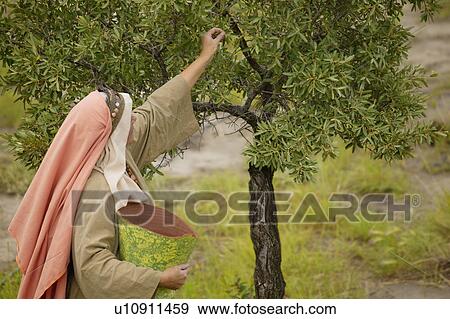 Picking fruit from a tree View Large Photo Image Stock Photo - Picking fruit from a tree. Fotosearch