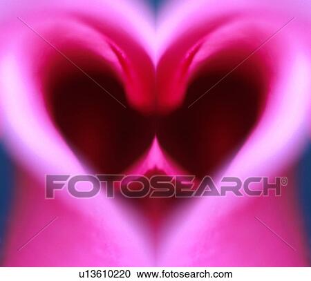Pink heart-shaped flower petals View Large Photo Image Stock Image - Pink heart-shaped flower petals. Fotosearch
