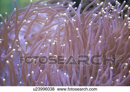 Stock Photo - Pink sea anemone. Fotosearch
