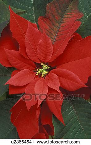 Poinsettia View Large Photo Image Stock Image - Poinsettia. Fotosearch