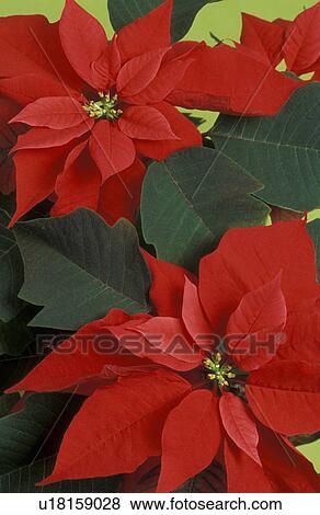 Poinsettia View Large Photo Image Stock Photo - Poinsettia. Fotosearch