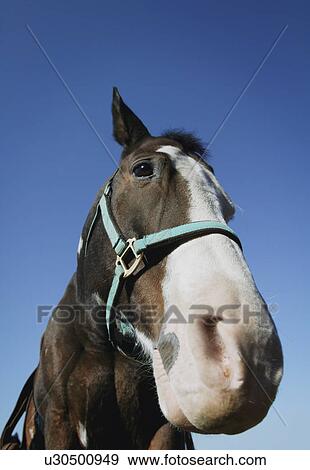 Stock Photo - Portrait of a horse. Fotosearch