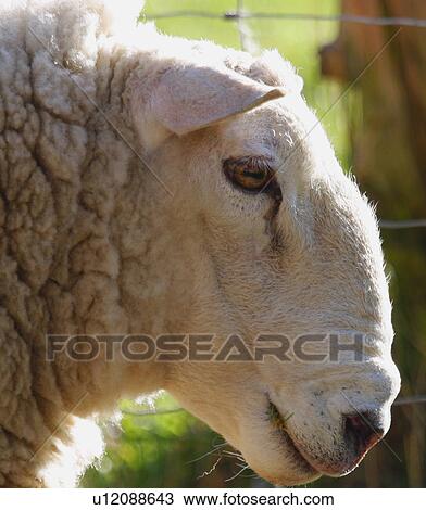 Profile of a sheep View Large Photo Image Stock Image - Profile of a sheep. Fotosearch