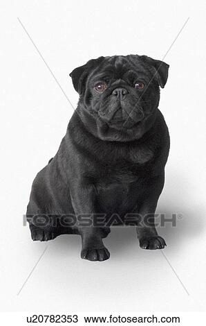 Stock Image - Pug dog. Fotosearch