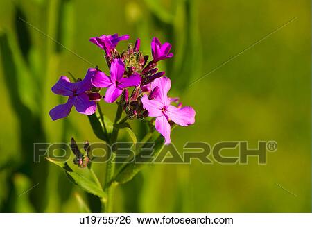 Purple flowers in bloom View Large Photo Image Stock Photograph - Purple flowers in bloom. Fotosearch