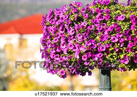 Purple flowers View Large Photo Image Stock Photo - Purple flowers. Fotosearch