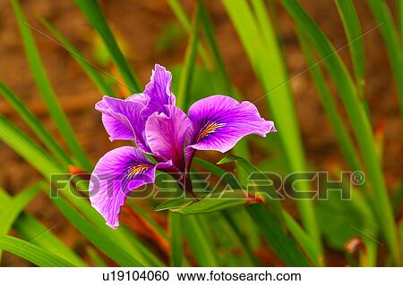 Purple Iris View Large Photo Image Stock Image - Purple Iris. Fotosearch