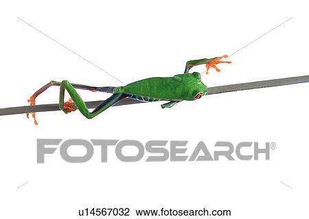 Stock Image - Red eyed tree frog. Fotosearch