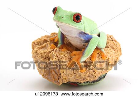 Red-eyed tree frog View Large Photo Image Stock Photo - Red-eyed tree frog. Fotosearch