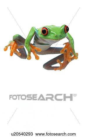 Stock Image - Red-Eyed Treefrog. Fotosearch