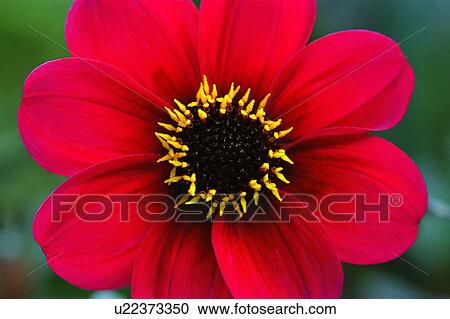 Stock Image - Red flower. Fotosearch