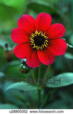 Red flower View Large Photo Image Stock Image - Red flower. Fotosearch