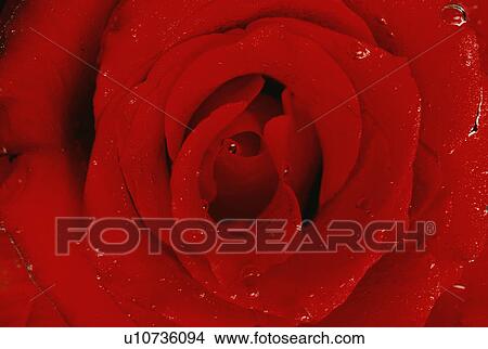 Red rose View Large Photo Image Picture - Red rose. Fotosearch