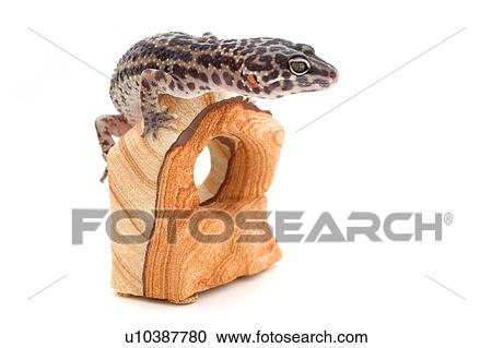 Reptile sitting on wood View Large Photo Image Stock Image - Reptile sitting on wood. Fotosearch