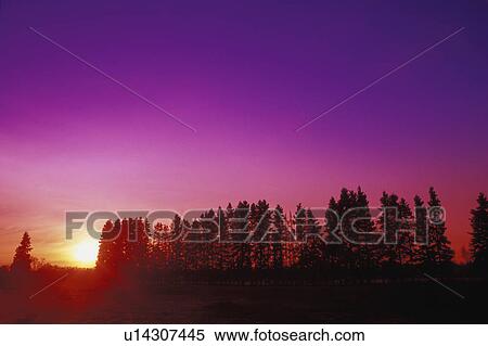 Rural sunset behind row of trees View Large Photo Image Stock Photography - Rural sunset behind row of trees. Fotosearch