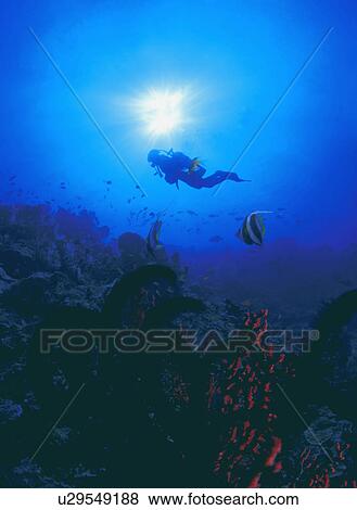 Stock Photo - Scuba diver exploring reef. Fotosearch