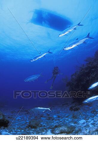 Scuba diver seen through school of fish View Large Photo Image Picture - Scuba diver seen through school of fish. Fotosearch
