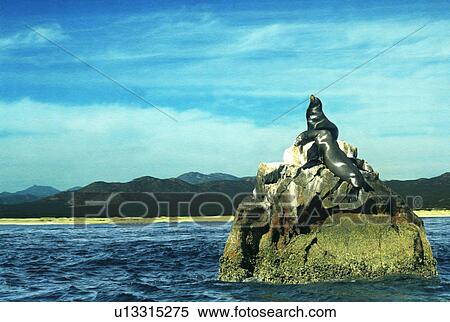Stock Photography - Seals sunning on rock. Fotosearch