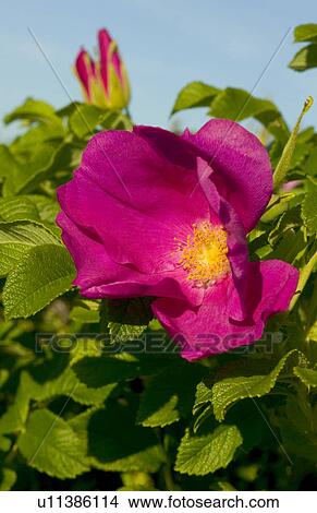 Shrub rose View Large Photo Image Picture - Shrub rose. Fotosearch