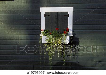 Shuttered window and window box View Large Photo Image Stock Photo - Shuttered window and window box. Fotosearch