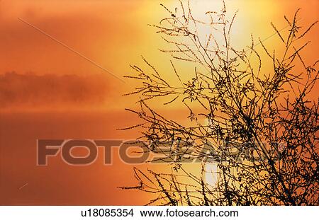 Picture - Silhouette of plant against golden sunset. Fotosearch