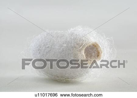 Stock Photograph - Silk Worm Cocoon. Fotosearch
