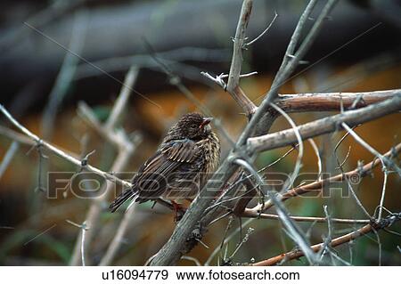 Small bird on twig View Large Photo Image Stock Photo - Small bird on twig. Fotosearch