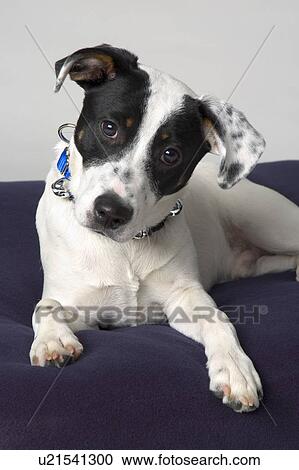 Stock Image - Small black and white dog. Fotosearch