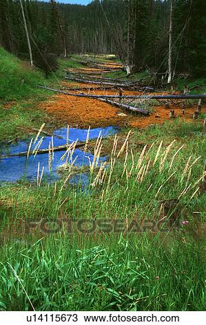 Stock Image - Small creek bed in forest with dead logs. Fotosearch