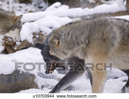 Snarling wolf View Large Photo Image Picture - Snarling wolf. Fotosearch