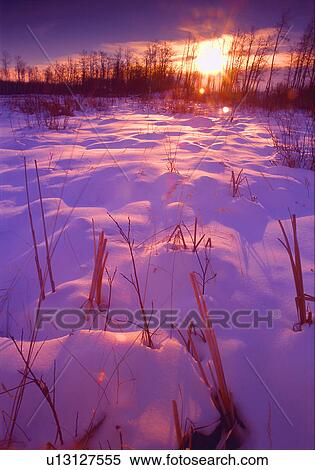Stock Photography - Snow-covered field at sunset. Fotosearch