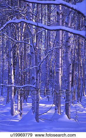 Snowy forest scene View Large Photo Image Stock Photo - Snowy forest scene. Fotosearch