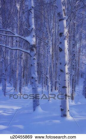 Stock Photo - Snowy forest scene. Fotosearch