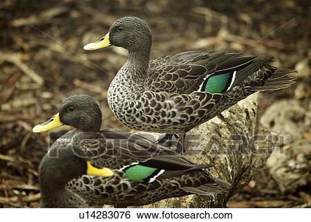 South African yellow billed ducks View Large Photo Image Stock Photograph - South African yellow billed ducks. Fotosearch