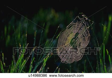 Stock Photograph - Spider web covered in dew. Fotosearch