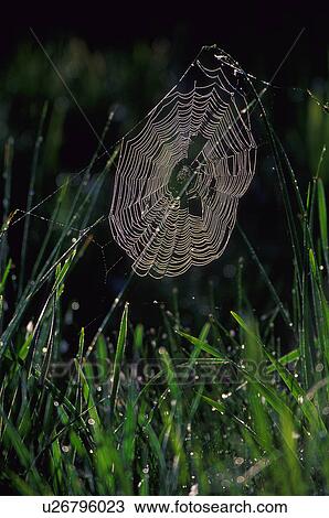 Spider web covered with dew View Large Photo Image Stock Image - Spider web covered with dew. Fotosearch