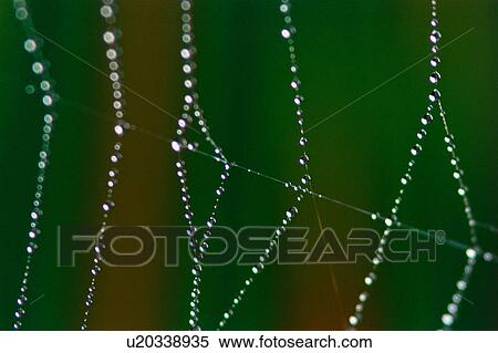 Stock Photography - Spider web with dew. Fotosearch