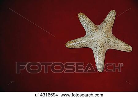 Star fish View Large Photo Image Picture - Star fish. Fotosearch