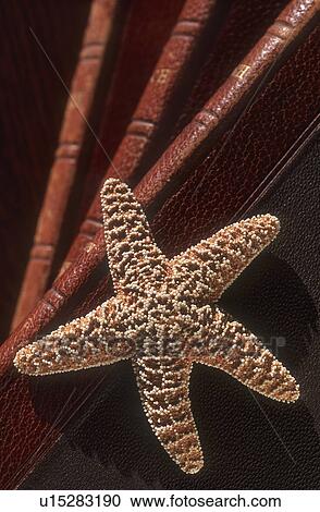 Stock Image - Starfish over books. Fotosearch