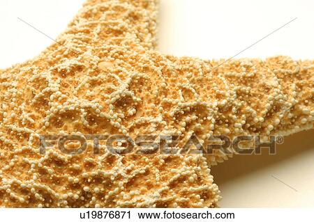 Starfish View Large Photo Image Stock Image - Starfish. Fotosearch