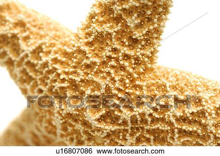 Stock Photograph - Starfish. Fotosearch