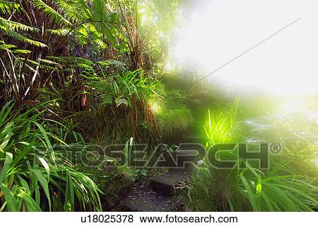 Stock Photo - Steps in lush garden. Fotosearch