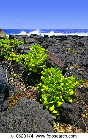 Stone landscape with plant and water View Large Photo Image Picture - Stone landscape with plant and water. Fotosearch
